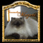 tourmaline mozart persan himalayen seal lynx point fils de chloe