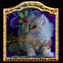 tourmaline eddy persan exotic silver tabby fils de jasmine et cephee