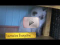 tourmaline vignette film sequence video tourmaline evangeline zia sur youtube
