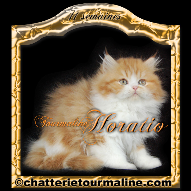 tourmaline Horacio Horatio Persan red and white roux et blanc chaton de tourmaline tourmaline cephee persan silver shaded aux yeux emeraude et tourmaline sabby mitzy de la tourmaline red tabby and white de lignée de grands champions