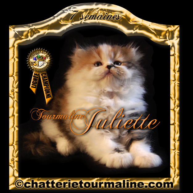 Tourmaline Juliette persane calico chaton de cephee de la tourmaline persan silver chinchilla aux yeux emeraude et tourmaline sabby mitzy de la tourmaline red tabby and white
