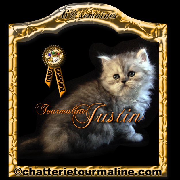 Tourmaline justin persan silver tabby chaton de cephee de la tourmaline persan silver chinchilla aux yeux emeraude et tourmaline pierre de lune chatte persane blanche aux yeux verts De pure lignée championne